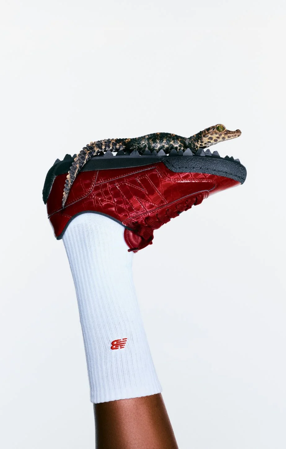 A baby alligator balanced on the top of a red Gator Run shoe. 